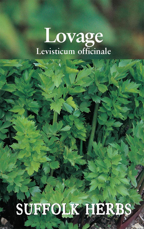 Lovage - Mill Race Garden Centre