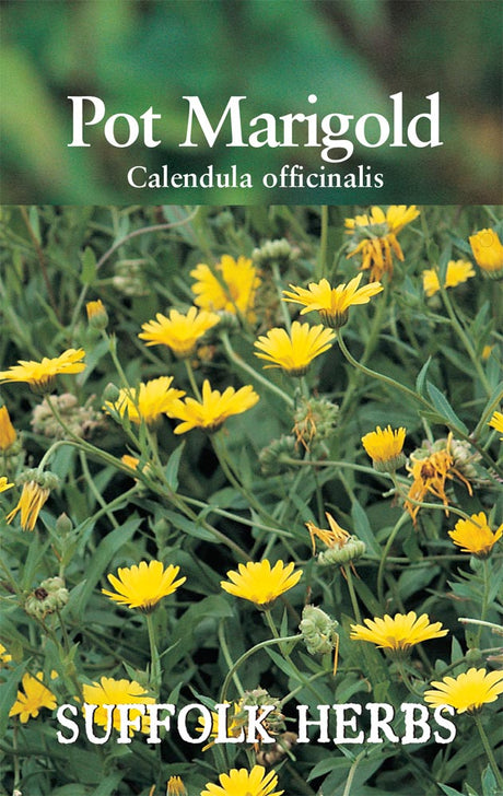 Pot Marigold By Kings Seeds - Mill Race Garden Centre