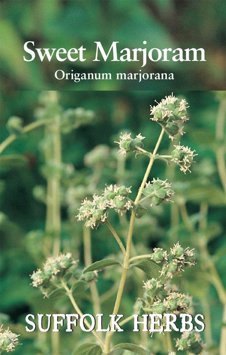 Sweet Marjoram - Mill Race Garden Centre
