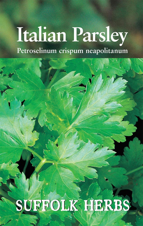 Italian Giant Organic Parsley Seeds - Mill Race Garden Centre