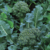 Calabrese green sprouting seeds by Kings Seeds, E.W. King & Co. Ltd., fresh green sprouting seeds for gardening or planting.