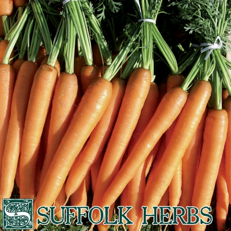 Carrot Merida F1 - Mill Race Garden Centre