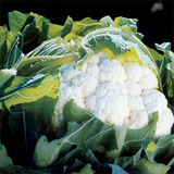Fresh Cauliflower Aviron F1 seed from Kings Seeds, displayed in its packaging, suitable for planting and gardening.