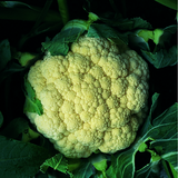 Cauliflower Snow March F1 from Kings Seeds, clearanced, showing a healthy head of snowy white cauliflower in a garden setting.