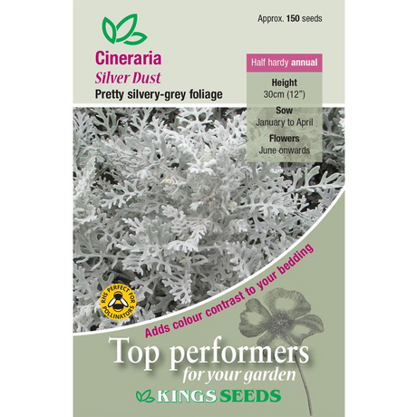 Cineraria Maritima Silver Dust - Mill Race Garden Centre