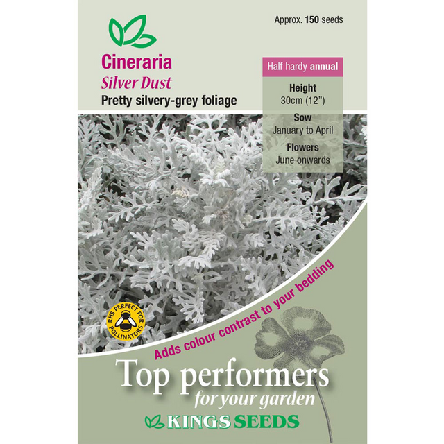 Cineraria Maritima Silver Dust - Mill Race Garden Centre