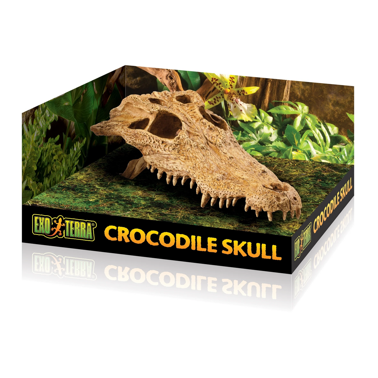 Crocodile Skull - Mill Race Garden Centre