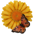 Hanging Yellow Daisy/Butterfly Ornament Size F by Vivid Arts - Mill Race Garden Centre