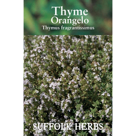 Herb thyme Orangelo (Thymus fragrantissimus) from Suffolk Herbs, showing fresh, fragrant thyme herb leaves in a close-up shot.