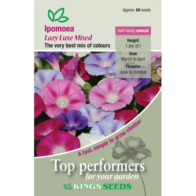 Ipomoea Purpurea Lazy Luxe Mixed - Mill Race Garden Centre