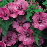 Lavatera Loveliness - Mill Race Garden Centre