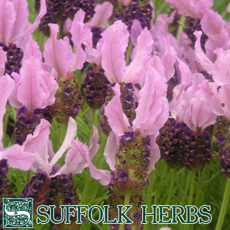 Lavender Stoechas (French Lavender) - Mill Race Garden Centre