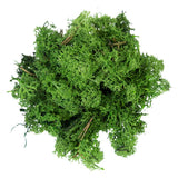 My Village Dark Green Reindeer Moss – 50g Pack Natural Textured Foliage Accent (SKU MYD31)