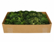 Dark green preserved reindeer moss from My Village, 500g, for miniature village landscapes and model scenery decoration.