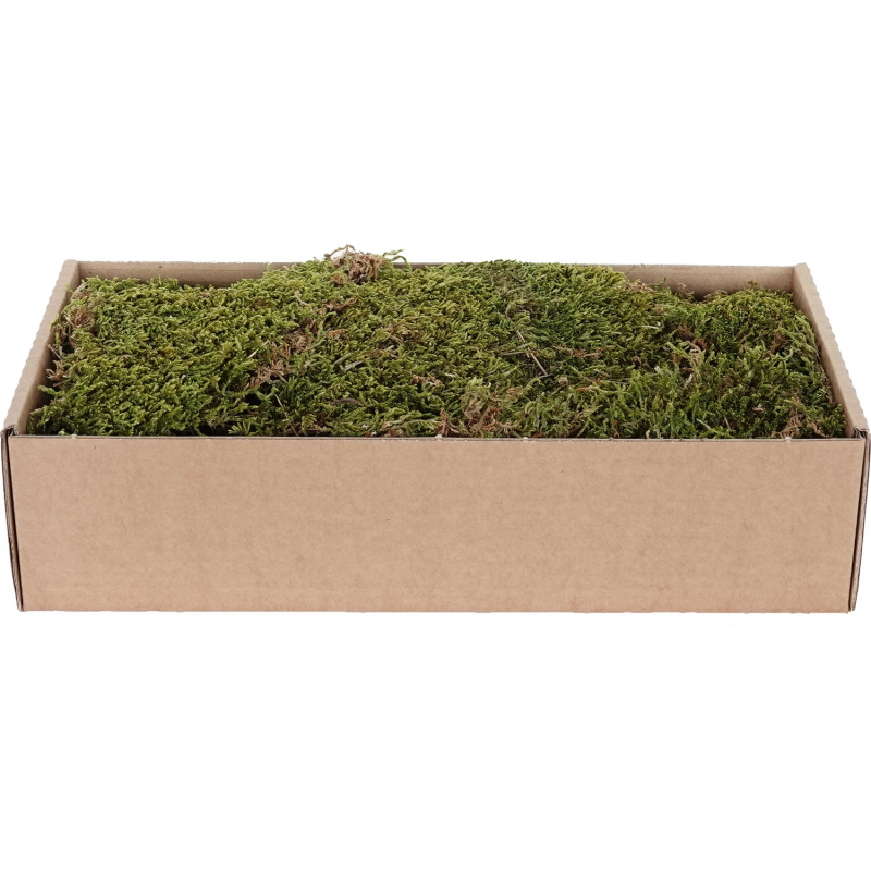 My Village Dried Flat Moss (500 g) – Natural Green-Brown Sheet Moss for Christmas Villages & Model Scenery Ground Cover | MYD73