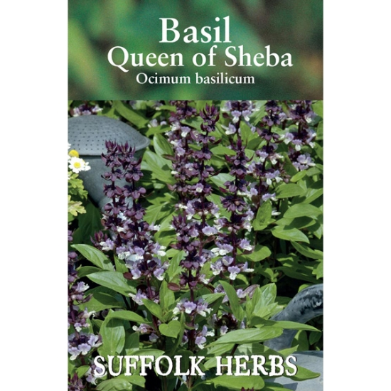 Organic Basil Queen Of Sheba - Mill Race Garden Centre