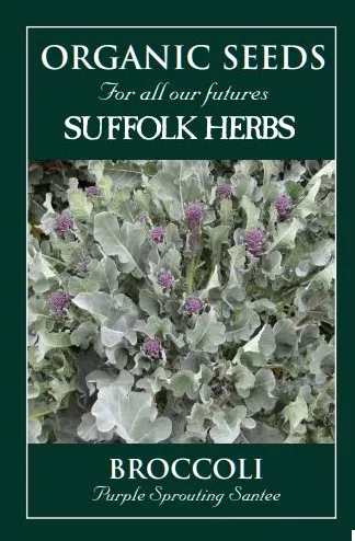 Organic Broccoli Purple Sprouting Santee - Mill Race Garden Centre