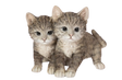 Vivid Arts Real Life Playful Tabby Kittens resin ornament, size D, featuring two cute, detailed tabby kittens in playful pose.