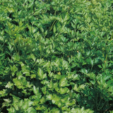 Fresh French parsley by Suffolk Herbs, grown by E.W. King & Co. Ltd., vibrant green leaves perfect for culinary use
