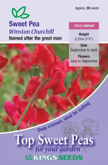 Petunia Carnival Mixed F2 - Mill Race Garden Centre