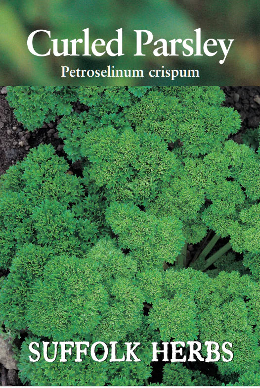 Suffolk Herbs Curled Parsley Petroselinum crispum