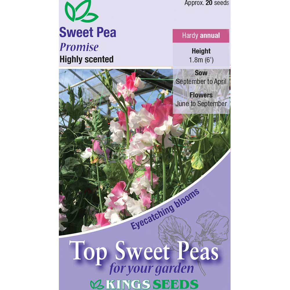 Sweet Pea Promise - Mill Race Garden Centre