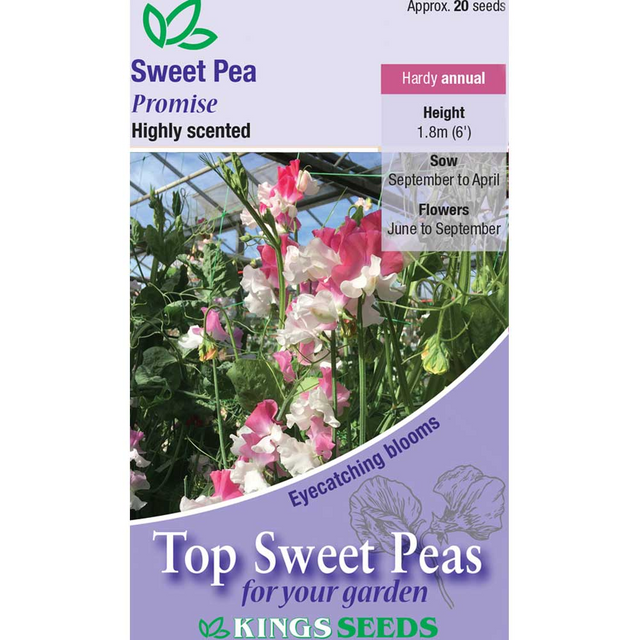 Sweet Pea Promise - Mill Race Garden Centre