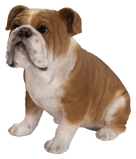 Real Life Tricolour Bulldog Size D by Vivid Arts - Mill Race Garden Centre