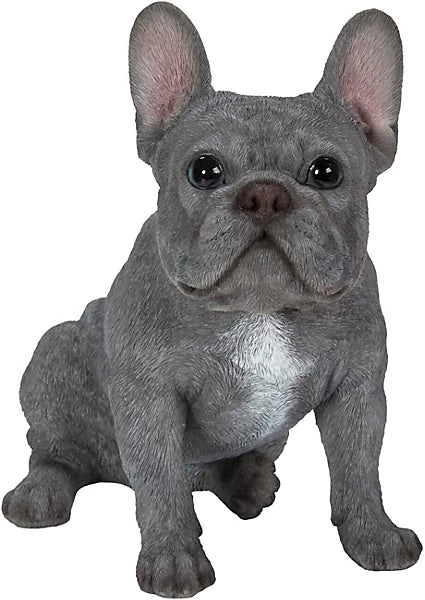 Real Life Sitting Blue French Bulldog Size D by Vivid Arts - Mill Race Garden Centre