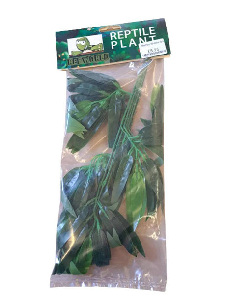 Bamboo Shoots 6pcs - Mill Race Garden Centre