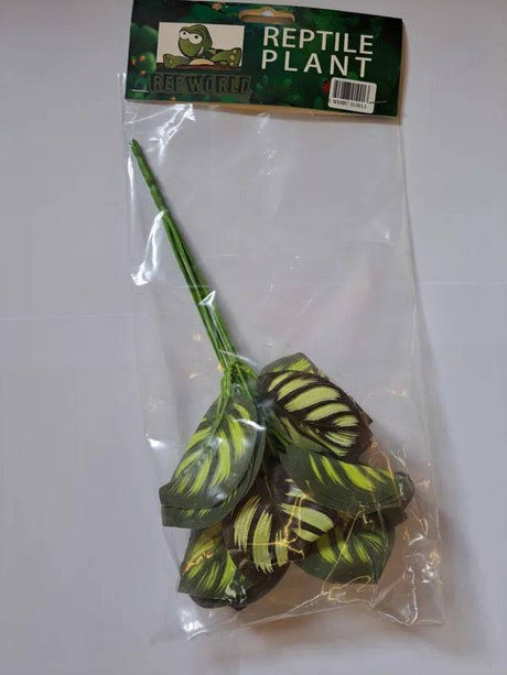 Reptile Plant Alocasia Purple - Mill Race Garden Centre