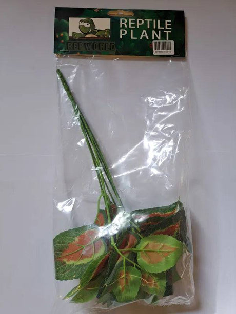 Reptile Plant Coleonyx - Mill Race Garden Centre