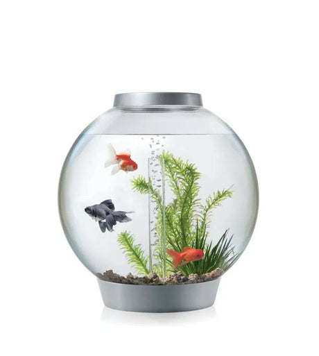 biOrb Classic 30 Litre Aquarium White with Multi Colour Remote 2020. - Mill Race Garden Centre