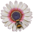 Large hanging Zulu Daisy with bee wall ornament, a detailed resin Vivid Arts decoration featuring a vibrant flower and bee design.