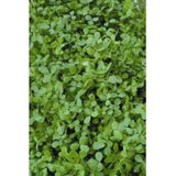Alfalfa - Mill Race Garden Centre