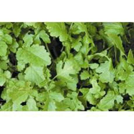 Mustard - Mill Race Garden Centre