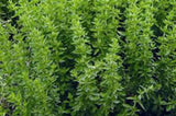 Oregano Greek by Kings Seeds - Mill Race Garden Centre