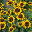 Rudbeckia Kelvedon Star - Mill Race Garden Centre