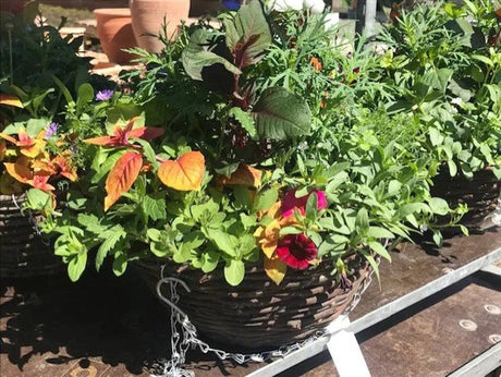 Rattan Mixed Hanging Basket 35cm - Mill Race Garden Centre