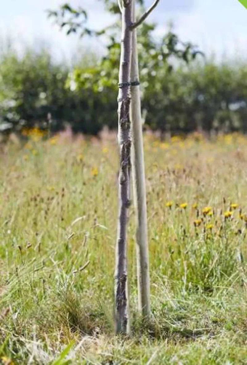 Round Tree Stake 1.5m x 40mm