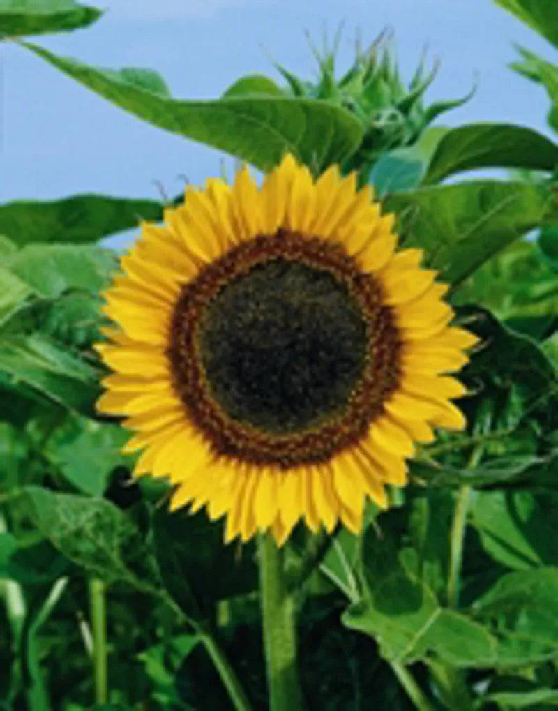 Sunflower Giant Single