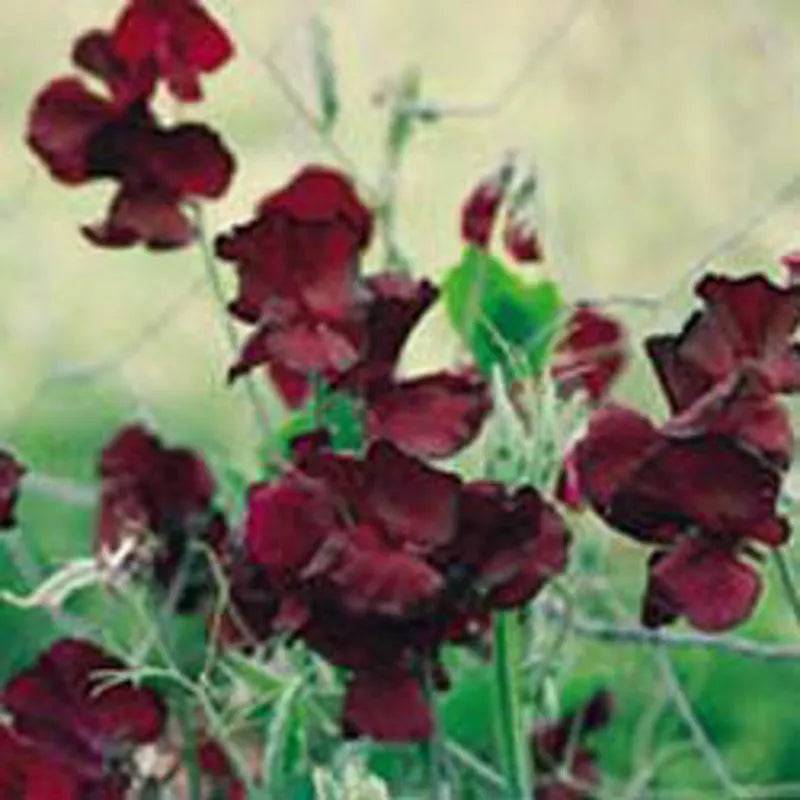 Sweet Pea Beaujolais