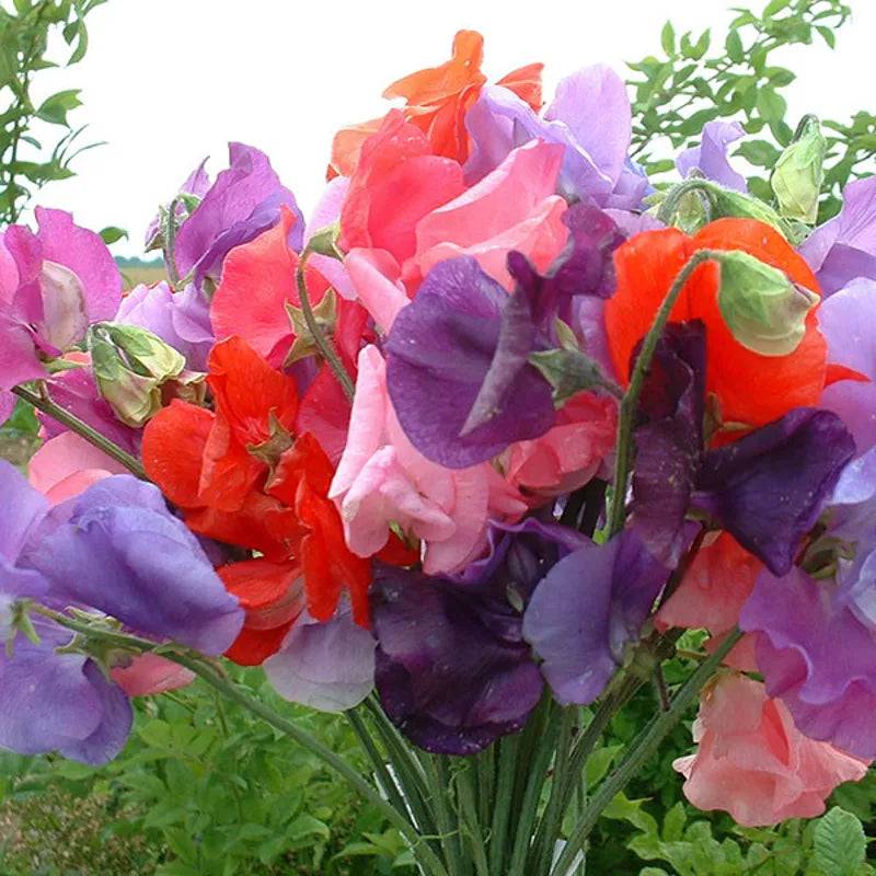 SWEET PEA BOUQUET MIX