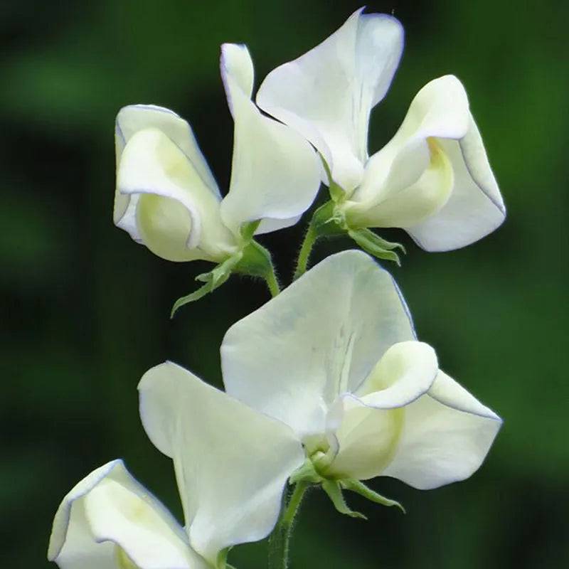 SWEET PEA GREENFINGERS