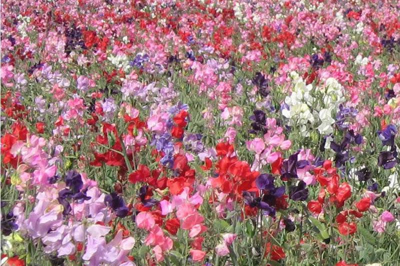 Sweet Pea Knee High Mix