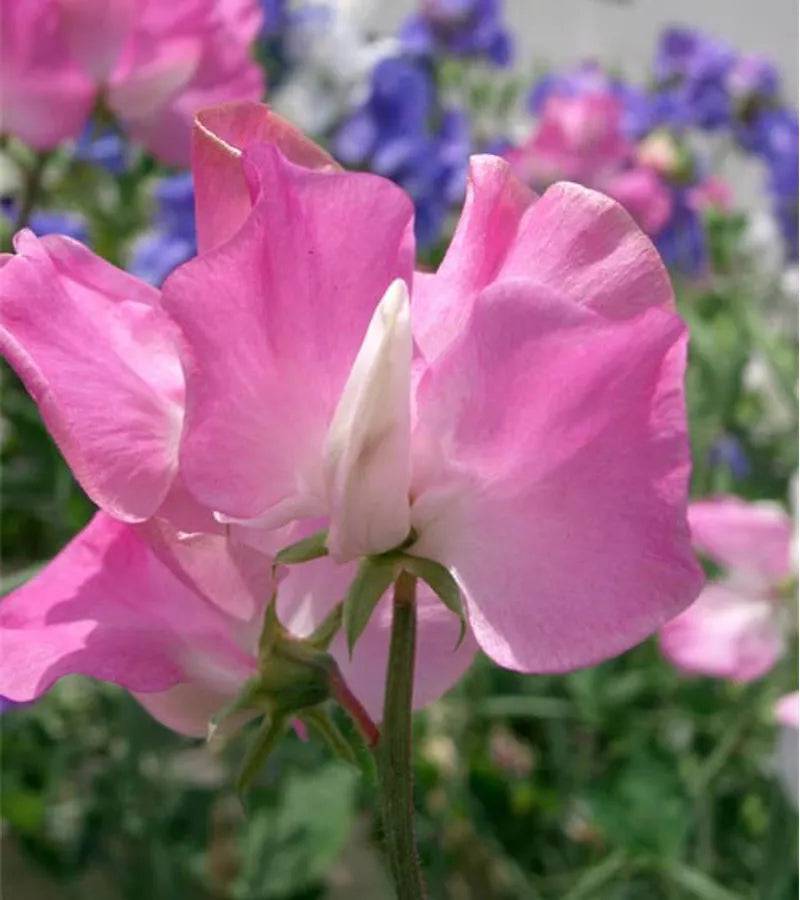 Sweet Pea Mrs Bolton