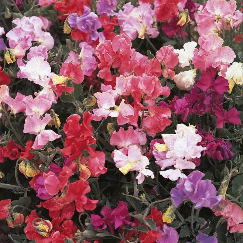 Sweet Pea Perfume Delight