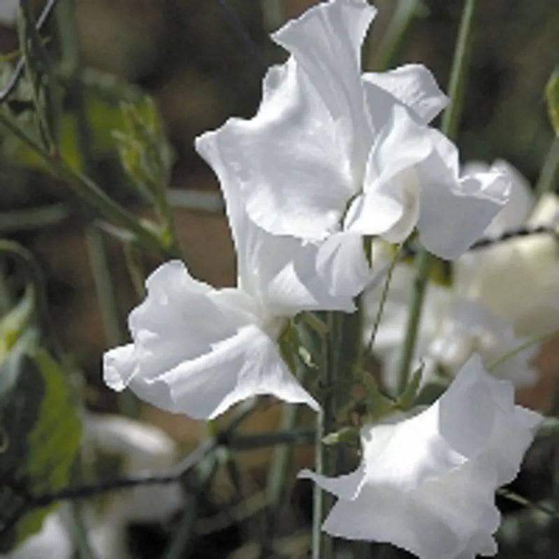 Sweet Pea White Frills