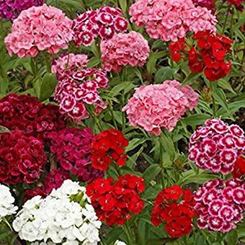 SWEET WILLIAM CROWN DOUBLE MIXED