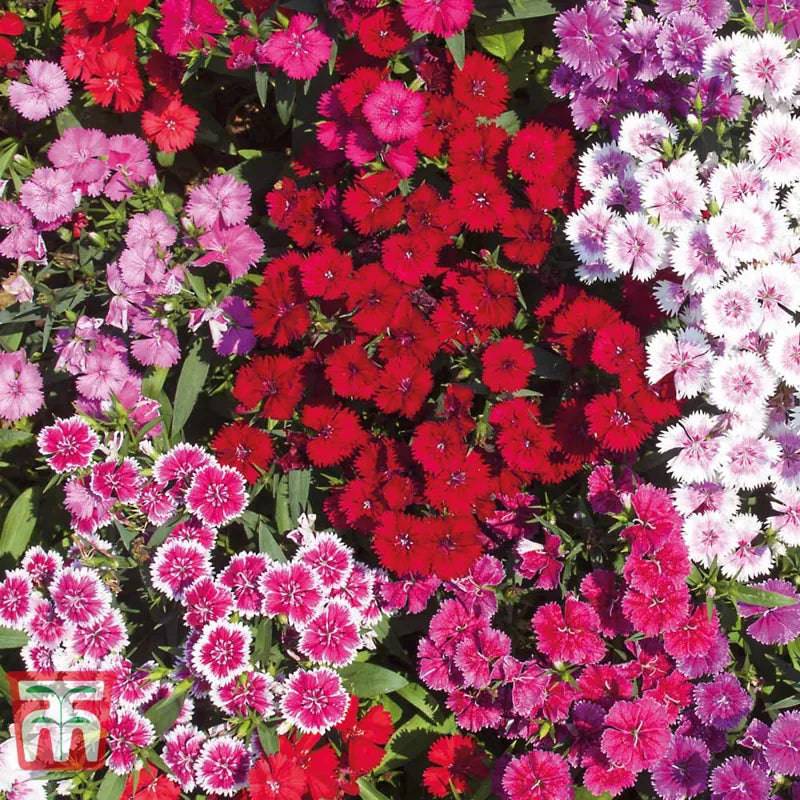 Sweet William Indian Carpet